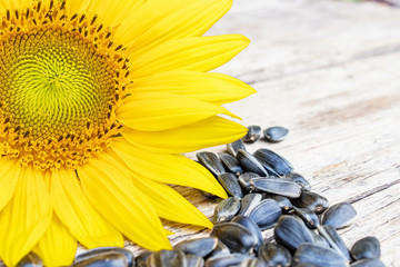 Fototapeta premium Sunflower seeds near the flower of a sunflower on a wooden background.