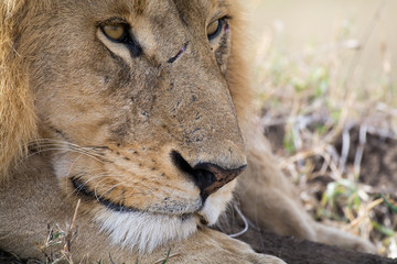 Close-up of a proud male lion king with impressive mane relaxing at Serengeti National Park, Tanzania, Africa.