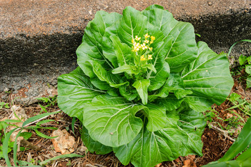 Buck Choy Blooming