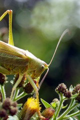 Macro view of Female Nymph of a great green bush cricket sitting on a flower. long horned grasshoppers insect Tettigonia viridissima. large species of katydid or bush-cricket. Scientific Tettigoniidae
