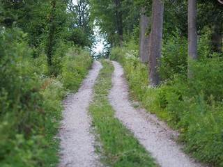 Obraz premium Forststraße - Waldbaden beruhigt die Sinne