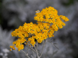 Surreal - gelbe Blüten in Schwarz-Weiss