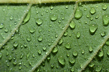 The rest of the morning dew is clear