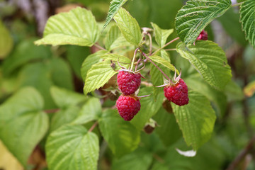 Raspberry berries mature on the branches of the shrub