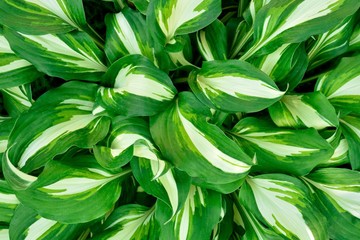 Green and white hosta leaves  closeup
