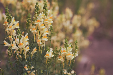 Linaria vulgaris, names are common toadflax, yellow toadflax, or butter-and-eggs, blooming in the summer