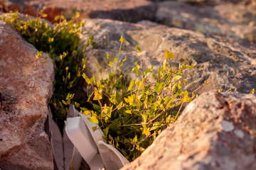 Plastic container in stones next to the plant on sea coast in Izmir, Turkey