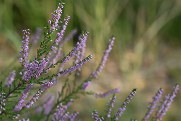 heather flowers in forest closeup