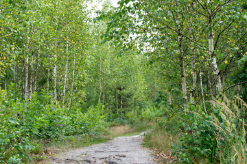 footpath in birch forest