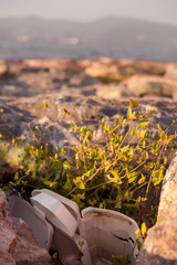 Plastic container in stones next to the plant on sea coast in Izmir, Turkey