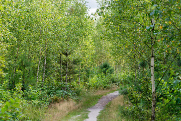 footpath in birch forest