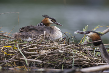 A adult great crested grebe (Podiceps cristatus) carrying its young on its back on a floating nest in a city pond in the capital city of Berlin Germany.