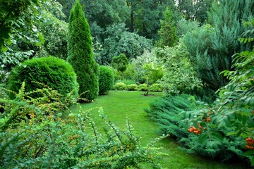 Magnificent well-kept garden with coniferous plants and a green lawn mowed in the summer - obrazy, fototapety, plakaty