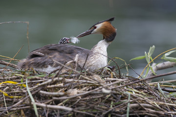 A adult great crested grebe (Podiceps cristatus) feeding its young on its back on a floating nest in a city pond in the capital city of Berlin Germany.