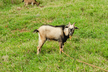 Fototapeta premium Ram On Grassland
