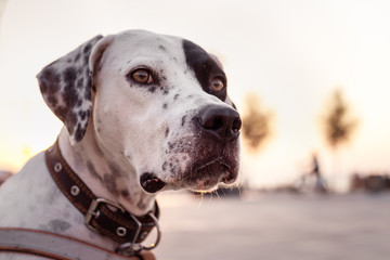 Portrait of domestic Pointer mixed with Dalmatian dog