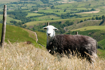 Fototapeta premium White-headed sheep against the backdrop of the Skiddaw Mountains.