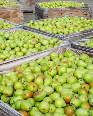 Commercial pears boxed in preparation for processing in nearby plants in the Chelan County region of Washington State