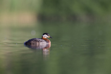 A adult red-necked grebe (Podiceps grisegena) swimming and foraging in a city pond in the capital city of Berlin Germany.