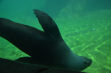 Harbor seal (Phoca vitulina)