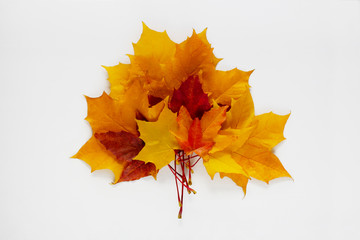 bouquet of autumn colored maple leaves of yellow and red shades on a white background