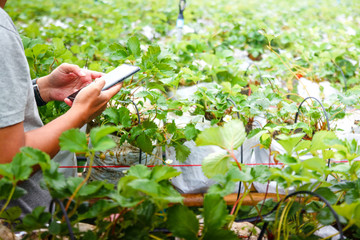 Young gardeners work with mobile phones in strawberry orchards. Small business concept