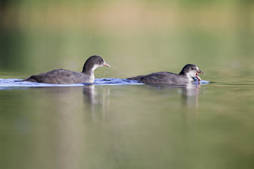 Two juvenile Eurasian coots (Fulica atra) swimming and chasing eachother in a city pond in the capital city of Berlin Germany