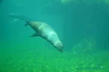 Fototapeta premium Harbor seal (Phoca vitulina)