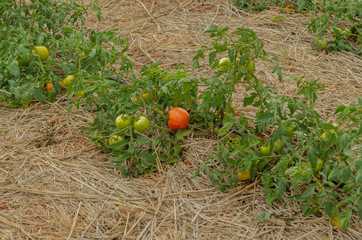 Mature Tomatoes In Drip Irrigation Garden