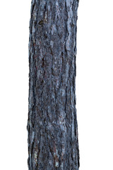 Tree Bark Texture Isolated on White Background