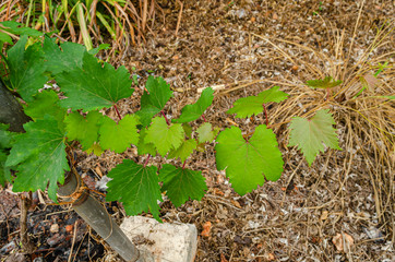 Grape Suspended Over Ground