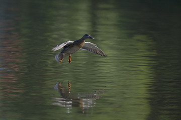 A female mallard duck (Anas platyrhynchos) landing with full speed in a lake in the cirty Berlin Germany. Just before touching down with its legs first in water.