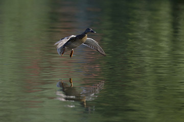 A female mallard duck (Anas platyrhynchos) landing with full speed in a lake in the city Berlin Germany. Just before touching down with its legs first in water.