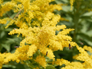 Solidago canadensis | Solidage ou verge d'or du Canada aux panicules de petites fleurs composées et denses jaune or sur de hautes tiges