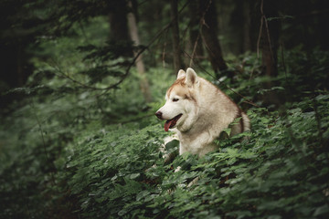 Profile Portrait of happy and beautiful dog breed siberian husky lying in the green forest.