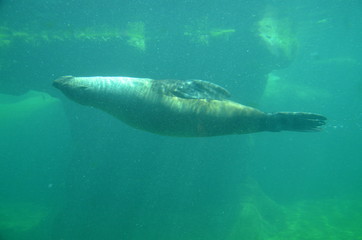 Harbor seal (Phoca vitulina)