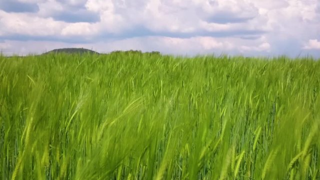 Durch Wind bewegte &Auml;hren eines Gerstenfeldes mit blau wei&szlig;em bew&ouml;ltem Himmel im Hintergrund