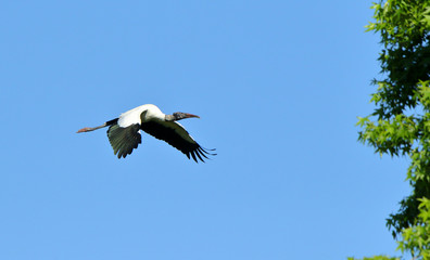 A wood stork flying against a blue sky