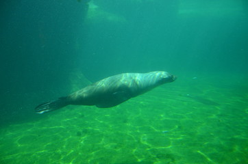 Harbor seal (Phoca vitulina)