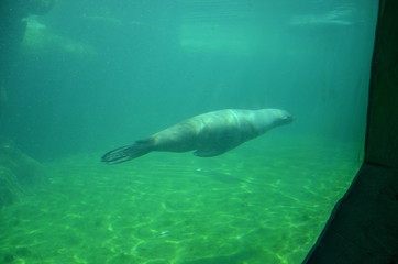 Harbor seal (Phoca vitulina)