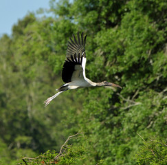 A wood stork flying with trees as a background