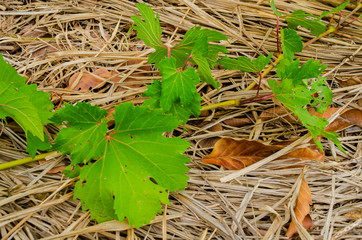 Leaves Of Grape Vine On the Ground