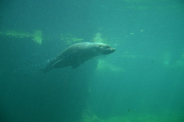 Harbor seal (Phoca vitulina)