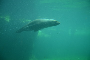 Obraz premium Harbor seal (Phoca vitulina)