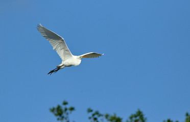 Obraz premium One Great egret gliding with a blue sky as background