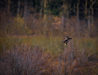Mäusebussard im Flug , bayerischer Wald Drachensee