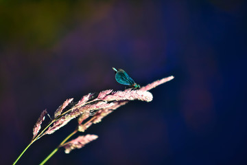 türkis blaue Prachtlibelle auf Grassamen 