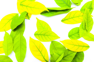 Beautiful abstract texture color yellow and green leaves on the white isolated background and wallpaper