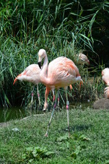 Beautiful group of flamingos with their long necks
