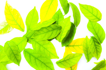 Fototapeta premium Beautiful abstract texture color yellow and green leaves on the white isolated background and wallpaper